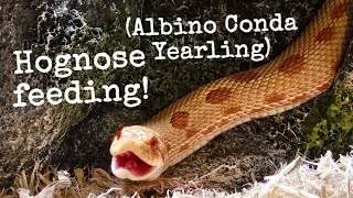 Hognose Snake feeding WARNING DEAD MOUSE [upl. by Eybbob]