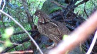 Ruffed Grouse mating call [upl. by Ainevuol967]