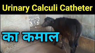 Urinary Calculi Catheter का कमाल by Ramawat vets club [upl. by Mendelsohn5]