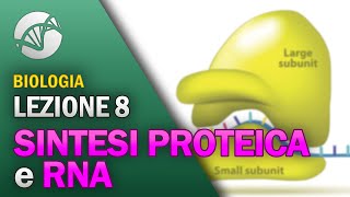 BIOLOGIA  Lezione 8  Sintesi Proteica e RNA [upl. by Nylesoy]