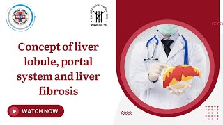 Concept of liver lobule portal system and liver fibrosis [upl. by Graeme]