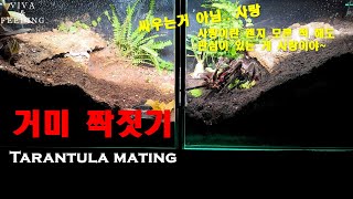 거미 짝짓기 하는 과정 Tarantula mating 합사 메이팅파우나 [upl. by Gault]