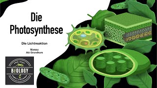 Lichtreaktion der Photosynthese einfach erklärt für Abitur LEISTUNGSKURS Biologie HD [upl. by Octavian]