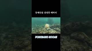 송대말등대에 해파리가 많더라구요 노무라입깃해파리해파리송대말등대경주스노클링 [upl. by Pandich]