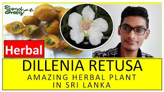 Dillenia retusa  Godapara plant  Senci green flower garden  Amazing herbal plants in Sri Lanka [upl. by Andre832]