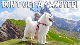 10 Reasons NOT to get a Samoyed [upl. by Leahcimsemaj]