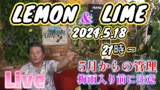 【レモン＆ライム】レモンやライムの5月の管理と梅雨前に注意すべき事！ [upl. by Nnail]