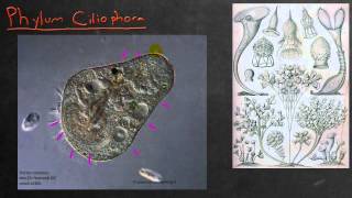 Biology in 4 Minutes  Chromista and Ciliophora [upl. by Faustina]