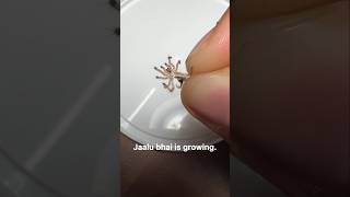 My pet Tarantula update🕷️🤩 pets insects spider animals wildlife [upl. by Emelita]