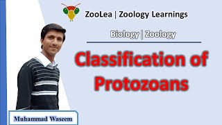 Classification of protozoans  ZooLea  Lesson 3  Biology Zoology [upl. by Mcmahon130]