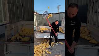 Cron lodding on loder youtubeshorts agriculturetools farmmachin subscribe [upl. by Retluoc]