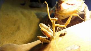 Bearded Dragon vs Praying Mantis [upl. by Westfahl838]