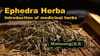 Introduction of medicinal herbs  Ephedra Herba mahuang [upl. by Inkster529]