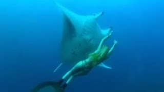 Swimming with a Manta Ray  Shark Therapy  Big Sharks  BBC Studios [upl. by Kowtko88]