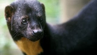 Tayra at Papiliorama Kerzers Switzerland [upl. by Bilicki]