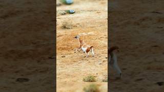 ¡LLama vs Puma llama vs puma animalessalvajes [upl. by Iru]