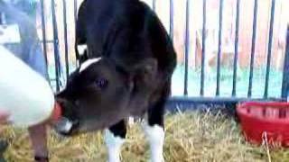 Stanley the Holstein Bull Calf [upl. by Chilt]