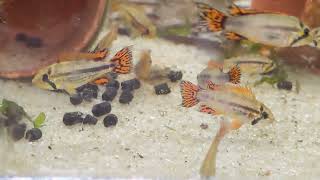 Apistogramma cacatuoides quotSuper Redquot [upl. by Denver]