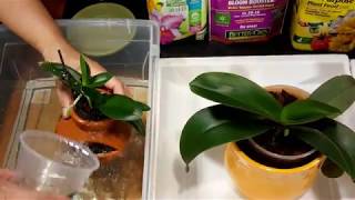 호접란 서양란 난영양제 물주는 방법 《Tips for a healthy Orchid  Fertilizing amp Watering Phalaenopsis Orchids》 [upl. by Klute695]