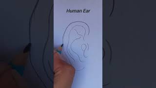 Human ear  Structure of ear  Ear diagram [upl. by Anitnemelc]