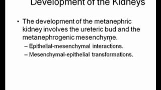 Development of the Kidney [upl. by Phebe703]