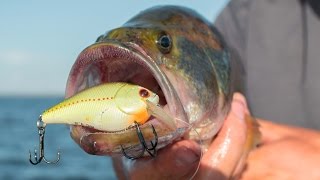 Why You Should Be Fishing Crankbaits [upl. by Claudia152]