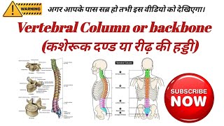 Vertebral Column  Vertebral Column Anatomy  Vertebral Column In Hindi  Spinel Cord  Spine [upl. by Sinegold]