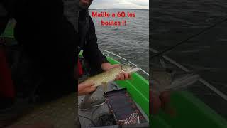 Esox cup ca passe pas a 1cm  esoxcup2024 esox pike pikefishing fishinglife pikeaddict [upl. by Philander119]