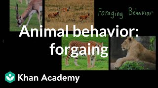 Animal behavior foraging  Individuals and Society  MCAT  Khan Academy [upl. by Montagna]