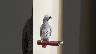 Whistling Danver quotthe grey parrot talking cute and funny creature birds parrot africangrey pets [upl. by Naginarb]