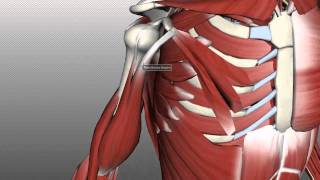 Muscles of the Upper Arm  Anatomy Tutorial [upl. by Sanbo]