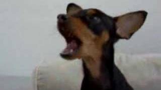 mini pinscher talking [upl. by Anirpas]