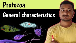 General characteristics of Protozoa  general characteristics Bsc 1st year Zoology chapter 1 [upl. by Anayra926]