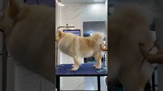 Tosa na tesoura em Chow Chow groomer chowchow tosa petshop [upl. by Alis]