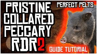 HOW TO FIND PRISTINE COLLARED PECCARY HOGS AND GET PERFECT PELTS IN RED DEAD REDEMPTION 2 [upl. by Eednam]