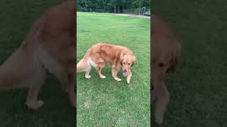 Difference between two golden retrievers [upl. by Oscar313]