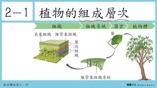 108選生二 21植物的組成層次1植物的細胞 [upl. by Rockie]