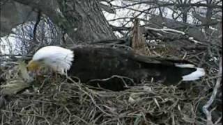 Decorah Eagles  Dueling Corn Husks The Decorah Shimmy [upl. by Teece184]