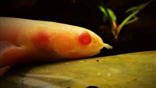 Senegal Bichir Fish Care amp Tank Set up Guide Polypterus [upl. by Adniled]