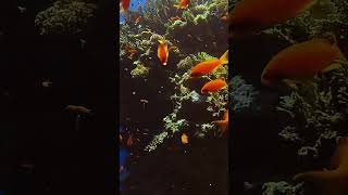 Surrounded by anthias shorts redseadiving viralvideo scubadiving underwaterdiving divingdeep [upl. by Lesnah244]