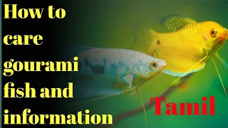 How To Care Gourami Fish And Its Information In Tamil [upl. by Droffig128]