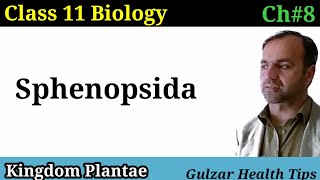 Sphenopsida  kingdom plantae  class 11th Biology [upl. by Jena]