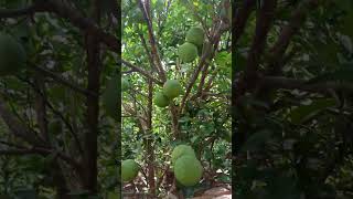 mosambi cutting 🍊🍊🍊🍊 shortsfeed mosambi food oreng tree youtubeshorts shotsviral [upl. by Luann]