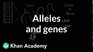 Alleles and genes [upl. by Ignatius]