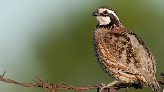 Calling Bob White Quail Whistling back [upl. by Notsur]