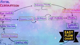 Fetal circulation flow chart  Easy explanation in Hindi fetalcirculation fetal anatomy [upl. by Louisa]