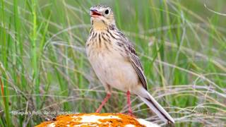 Spragues Pipit Song [upl. by Acisey]