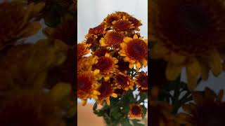 About Daisies flowers flowerhacks shortvideo flowertips selfawarenessmonth [upl. by Natka]