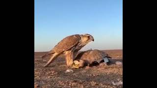 صقرالشاهينالصيدالحرعالم الصيدSFالبرالمقناص birdswildlife eaglenews [upl. by Rahas320]