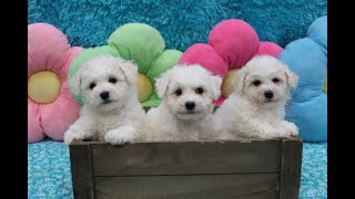 Bichon Frise Puppies  3 Females [upl. by Noman]